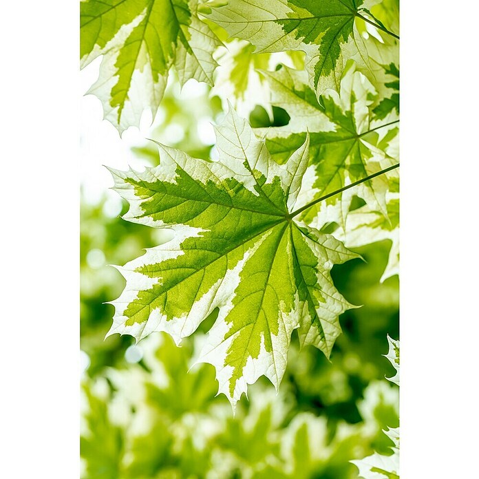 Spitzahorn (Acer platanoides 'Drummondii', Topfvolumen: 25 l, Stammhöhe: 180 cm) | BAUHAUS