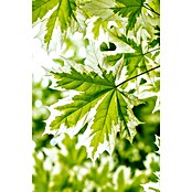 Spitzahorn (Acer platanoides 'Drummondii', Topfvolumen: 25 l, Stammhöhe: 180 cm) | BAUHAUS