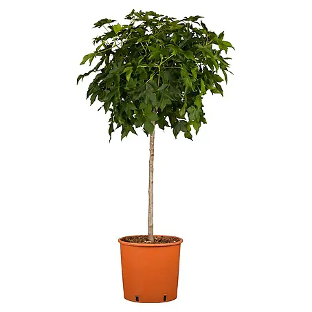 Amberbaum