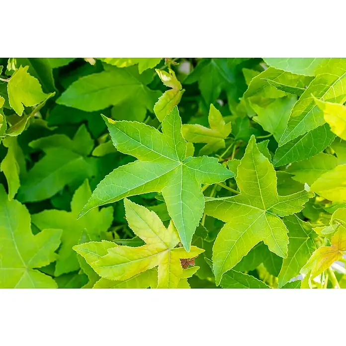 AmberbaumLiquidambar styraciflua 'Gumball', 35 l, Stammhöhe: 225 cm - Nahaufnahme von grünen Ahornblättern, die ihre einzigartige Form und lebendige Farbe zeigen. Die Blätter strahlen Frische und Vitalität aus.