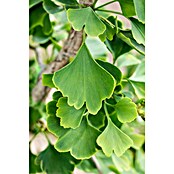 Ginkgo (Ginkgo biloba, Topfvolumen: 35 l, Stammhöhe: 180 cm) | BAUHAUS