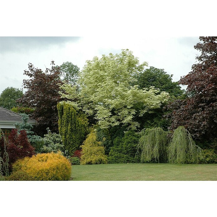 Spitzahorn (Acer platanoides 'Drummondii', Topfvolumen: 25 l, Stammhöhe: 180 cm) | BAUHAUS