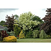 Spitzahorn (Acer platanoides 'Drummondii', Topfvolumen: 25 l, Stammhöhe: 180 cm) | BAUHAUS