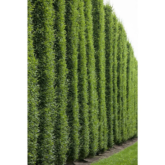 Rotbuche (Fagus sylvatica, Topfvolumen: 70 l, Stammhöhe: 180 cm) | BAUHAUS