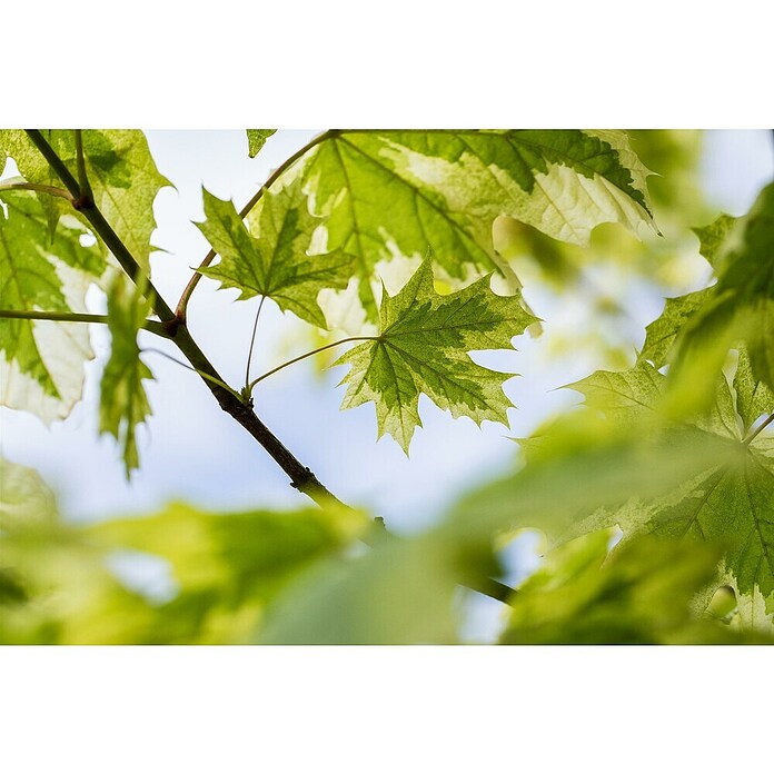 Spitzahorn (Acer platanoides 'Drummondii', Topfvolumen: 25 l, Stammhöhe: 180 cm) | BAUHAUS