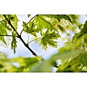 Spitzahorn (Acer platanoides 'Drummondii', Topfvolumen: 25 l, Stammhöhe: 180 cm) | BAUHAUS