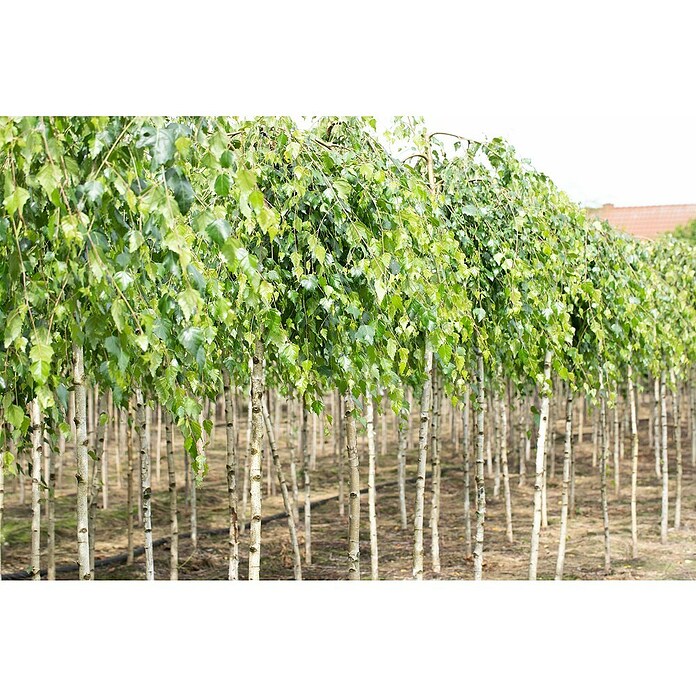 Hängebirke (Betula pendula 'Youngii', Topfvolumen: 25 l, Stammhöhe: 200 cm) | BAUHAUS