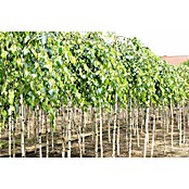 Hängebirke (Betula pendula 'Youngii', Topfvolumen: 25 l, Stammhöhe: 200 cm) | BAUHAUS