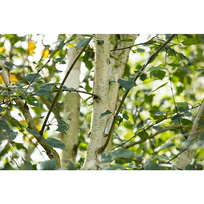 Piardino Himalaya-Birke (Betula utilis 'Doorenbos', Topfvolumen: 35 l, Stammhöhe: 180 cm) | BAUHAUS