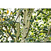 Piardino Himalaya-Birke (Betula utilis 'Doorenbos', Topfvolumen: 35 l, Stammhöhe: 180 cm) | BAUHAUS