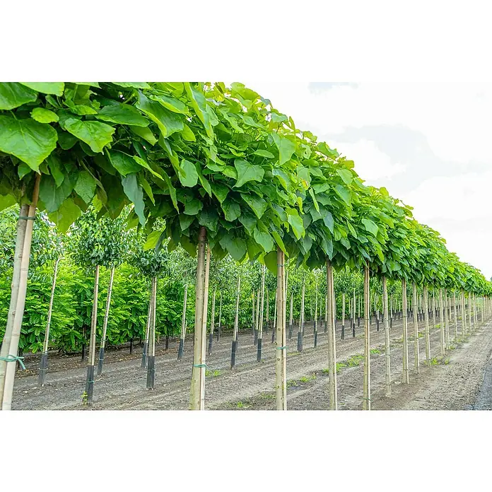 TrompetenbaumCatalpa bignonioides 'Nana', Topfvolumen: 35 l, Stammhöhe: 225 cm - Reihe von Trompetenbäumen mit glatt geschnittenen Kronen in einer Baumschule, die eine üppige, grüne Allee bilden.