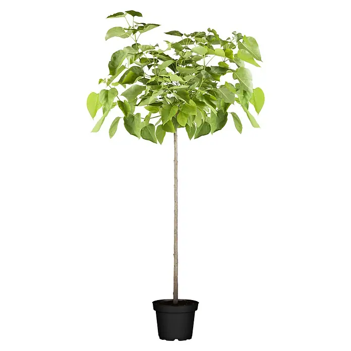 TrompetenbaumCatalpa bignonioides 'Nana', Topfvolumen: 35 l, Stammhöhe: 225 cm