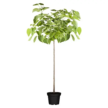 Trompetenbaum