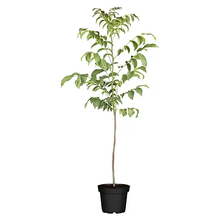 Walnussbaum