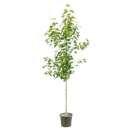 Amberbaum