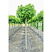 Amberbaum (Liquidambar styraciflua 'Gumball', 35 l, Stammhöhe: 200 cm) | BAUHAUS