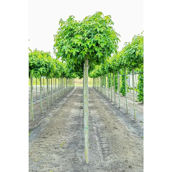 AmberbaumLiquidambar styraciflua 'Gumball', 35 l, Stammhöhe: 225 cm - Nahaufnahme von kugelartigen Laubbäumen, die in einer Baumschule in akkuraten Reihen für den Verkauf und die Landschaftsgestaltung angeordnet sind.