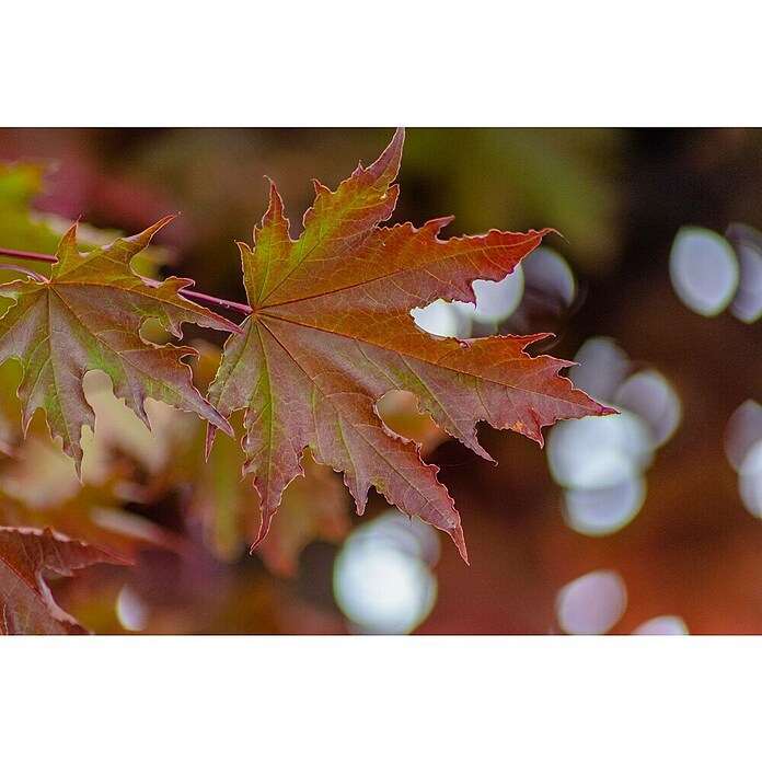 Amberbaum (Liquidambar styraciflua, Topfvolumen: 50 l, Stammhöhe: 180 cm) | BAUHAUS
