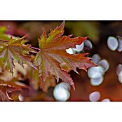 Amberbaum (Liquidambar styraciflua, Topfvolumen: 50 l, Stammhöhe: 180 cm) | BAUHAUS