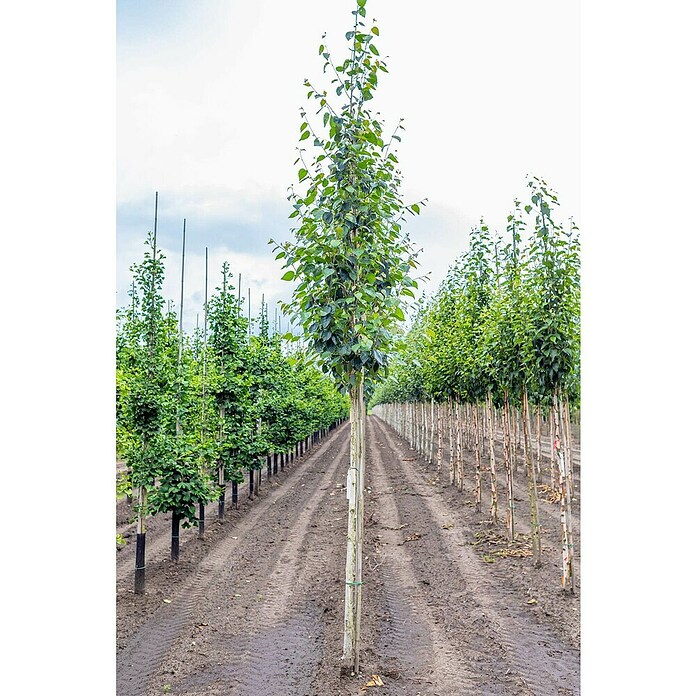 Piardino Himalaya-Birke (Betula utilis 'Doorenbos', Topfvolumen: 35 l, Stammhöhe: 180 cm) | BAUHAUS