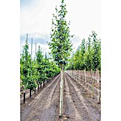 Piardino Himalaya-Birke (Betula utilis 'Doorenbos', Topfvolumen: 35 l, Stammhöhe: 180 cm) | BAUHAUS
