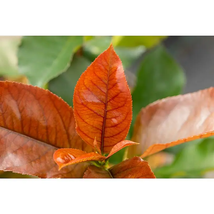 GlanzmispelPhotinia fraseri 'Red Robin', Topfvolumen: 25 l, Stammhöhe: 180 cm - Nahaufnahme von glänzenden, kupferfarbenen Blättern mit sichtbaren Blattadern, die einen herbstlichen Touch verleihen.
