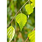 Hängebirke (Betula pendula 'Youngii', Topfvolumen: 25 l, Stammhöhe: 200 cm) | BAUHAUS