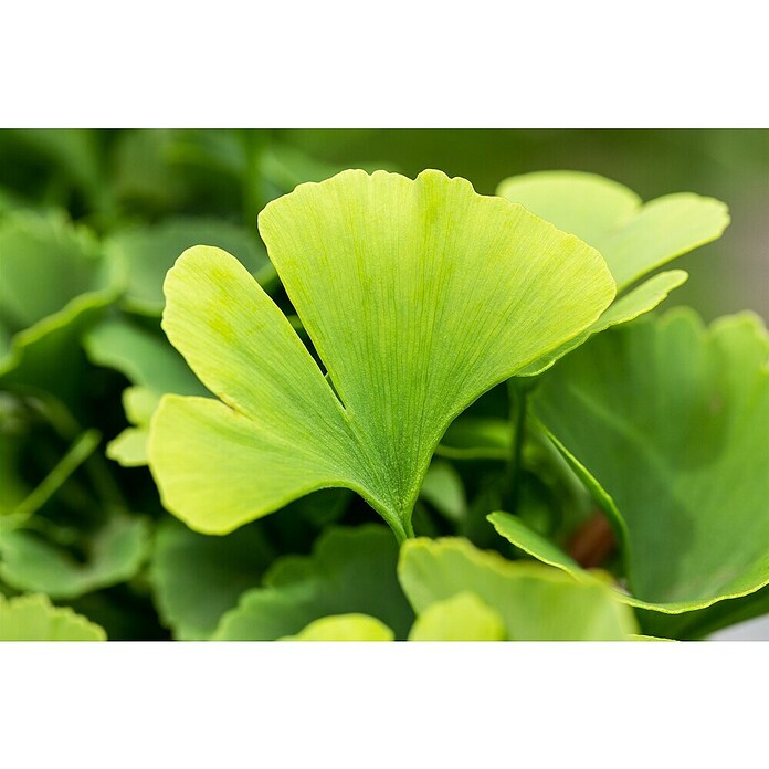 Ginkgo (Ginkgo biloba, Topfvolumen: 35 l, Stammhöhe: 180 cm) | BAUHAUS