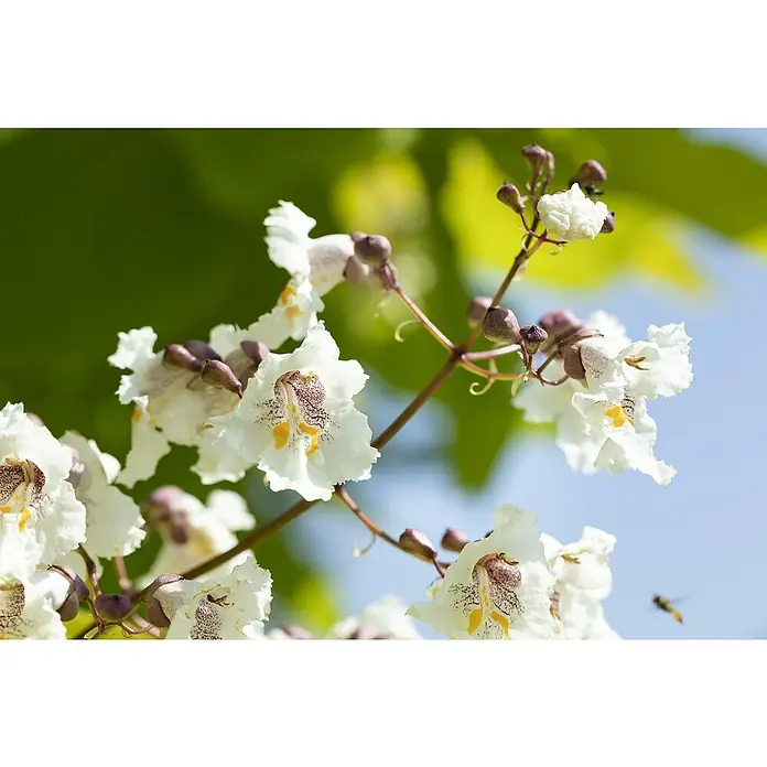 TrompetenbaumCatalpa bignonioides 'Nana', Topfvolumen: 35 l, Stammhöhe: 225 cm - Nahaufnahme der weißen Blüten des Trompetenbaums mit braunen und gelben Markierungen, die die Schönheit der Natur hervorheben.