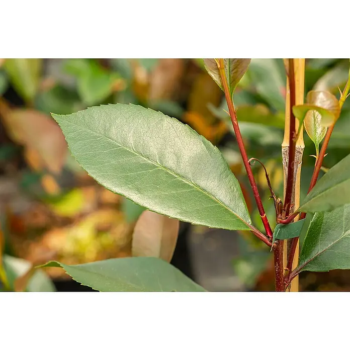 GlanzmispelPhotinia fraseri 'Red Robin', Topfvolumen: 25 l, Stammhöhe: 180 cm - Nahaufnahme eines glänzenden, grünen Lorbeerblattes mit gezacktem Rand und roten Stielen an einem sonnigen Tag.