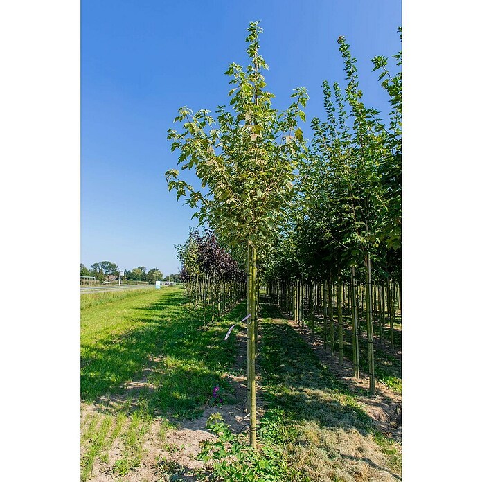 Spitzahorn (Acer platanoides 'Drummondii', Topfvolumen: 25 l, Stammhöhe: 180 cm) | BAUHAUS
