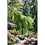 Hängebirke (Betula pendula 'Youngii', Topfvolumen: 25 l, Stammhöhe: 200 cm) | BAUHAUS