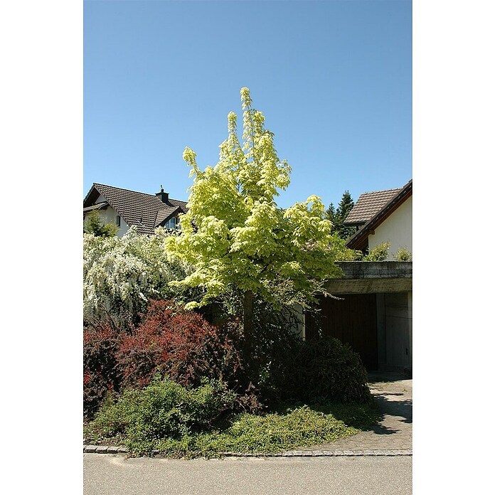 Spitzahorn (Acer platanoides 'Drummondii', Topfvolumen: 25 l, Stammhöhe: 180 cm) | BAUHAUS