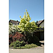 Spitzahorn (Acer platanoides 'Drummondii', Topfvolumen: 25 l, Stammhöhe: 180 cm) | BAUHAUS