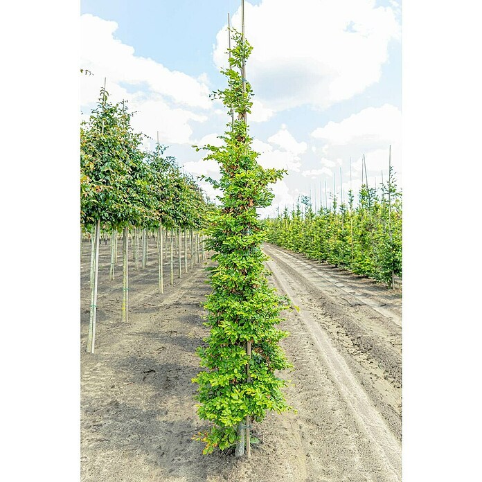 Rotbuche (Fagus sylvatica, Topfvolumen: 70 l, Stammhöhe: 180 cm) | BAUHAUS