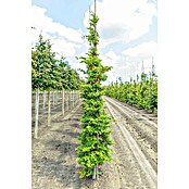 Rotbuche (Fagus sylvatica, Topfvolumen: 70 l, Stammhöhe: 180 cm) | BAUHAUS
