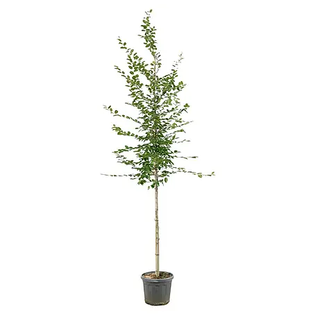 Hainbuche
