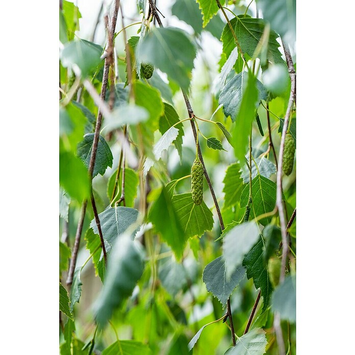 Hängebirke (Betula pendula 'Youngii', Topfvolumen: 25 l, Stammhöhe: 200 cm) | BAUHAUS