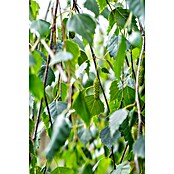 Hängebirke (Betula pendula 'Youngii', Topfvolumen: 25 l, Stammhöhe: 200 cm) | BAUHAUS