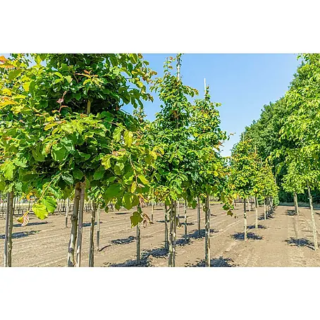 Persischer Eisenholzbaum