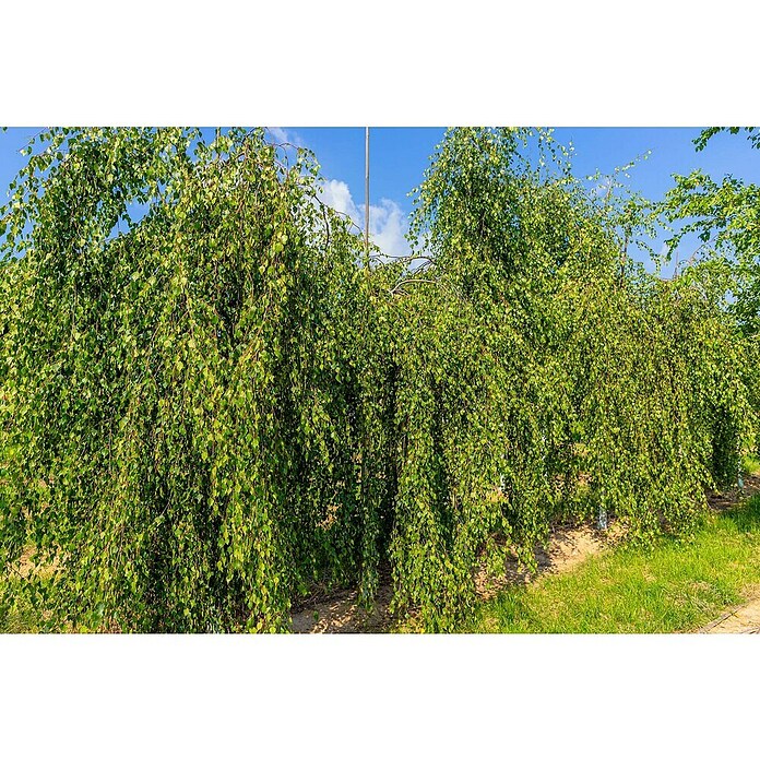 Hängebirke (Betula pendula 'Youngii', Topfvolumen: 25 l, Stammhöhe: 200 cm) | BAUHAUS