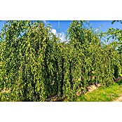 Hängebirke (Betula pendula 'Youngii', Topfvolumen: 25 l, Stammhöhe: 200 cm) | BAUHAUS
