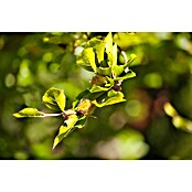 Rotbuche (Fagus sylvatica, Topfvolumen: 70 l, Stammhöhe: 180 cm) | BAUHAUS