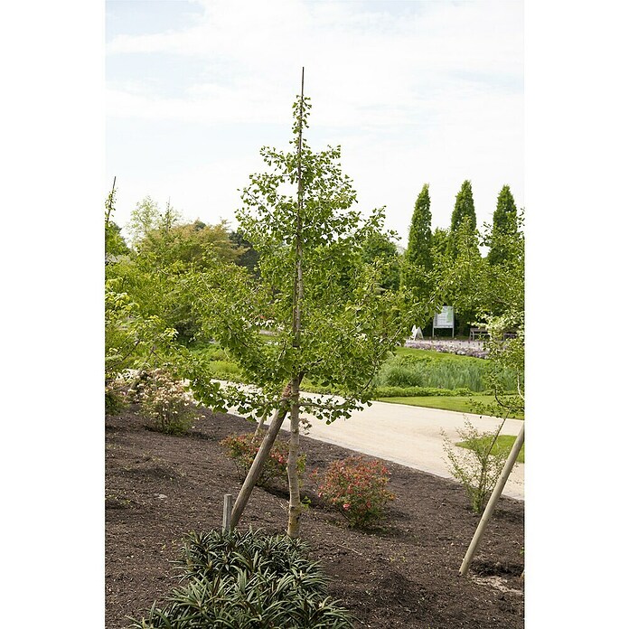 Ginkgo (Ginkgo biloba, Topfvolumen: 35 l, Stammhöhe: 180 cm) | BAUHAUS