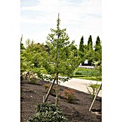 Ginkgo (Ginkgo biloba, Topfvolumen: 35 l, Stammhöhe: 180 cm) | BAUHAUS