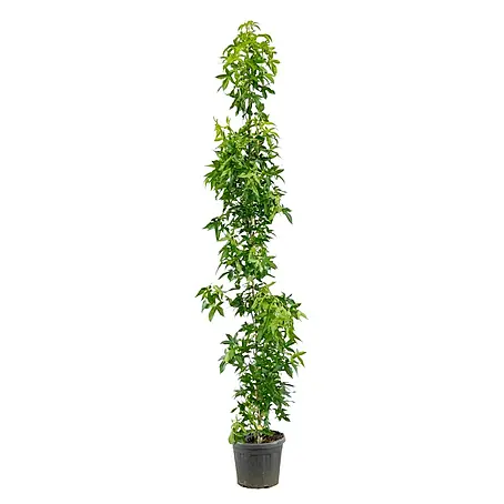 Amberbaum