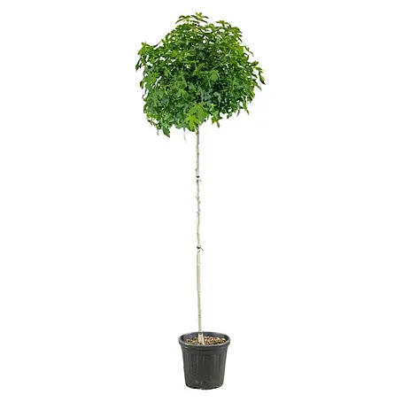 Amberbaum