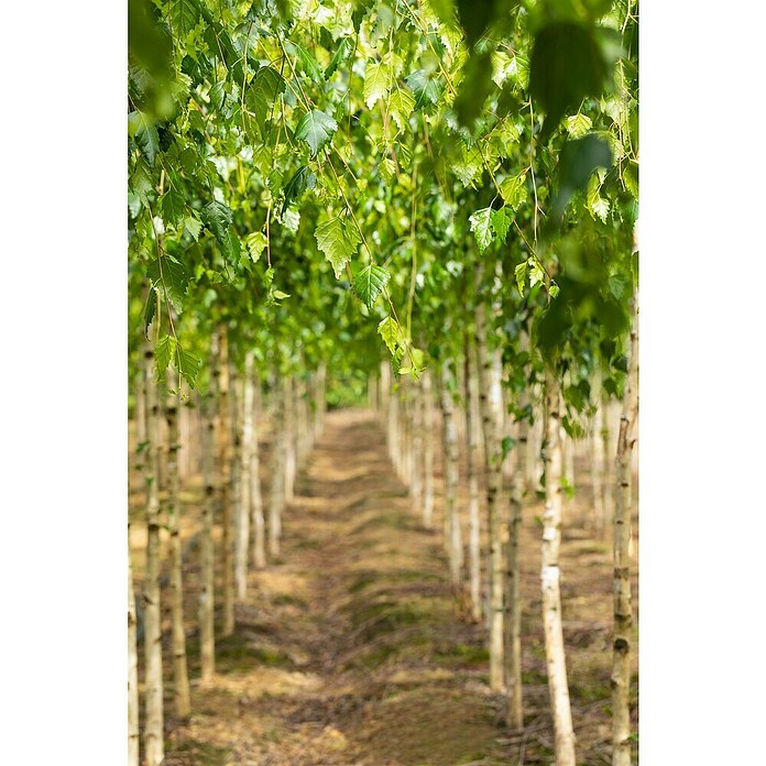 Hängebirke (Betula pendula 'Youngii', Topfvolumen: 25 l, Stammhöhe: 200 cm) | BAUHAUS