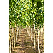 Hängebirke (Betula pendula 'Youngii', Topfvolumen: 25 l, Stammhöhe: 200 cm) | BAUHAUS
