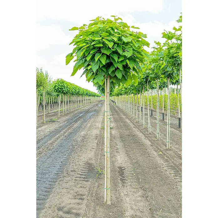 TrompetenbaumCatalpa bignonioides 'Nana', Topfvolumen: 35 l, Stammhöhe: 225 cm - Reihe von Kugel-Trompetenbäumen in einer Baumschule. Die Bäume sind mit Stützpfählen versehen und die Blätter sind frisch grün.